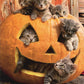 Pumpkin Cat Halloween | Full Round/Square Diamond Painting Kits