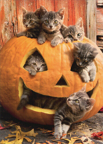 Pumpkin Cat Halloween | Full Round/Square Diamond Painting Kits