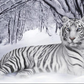 Diamond Painting    | White Tiger