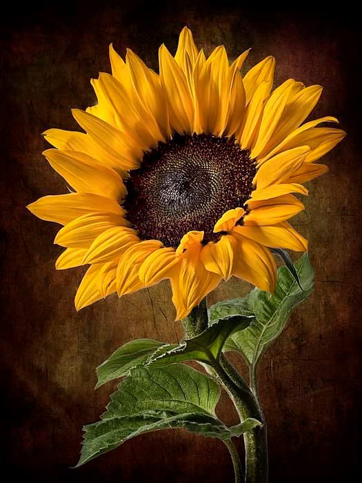 AB  Diamond Painting  |  Sunflower