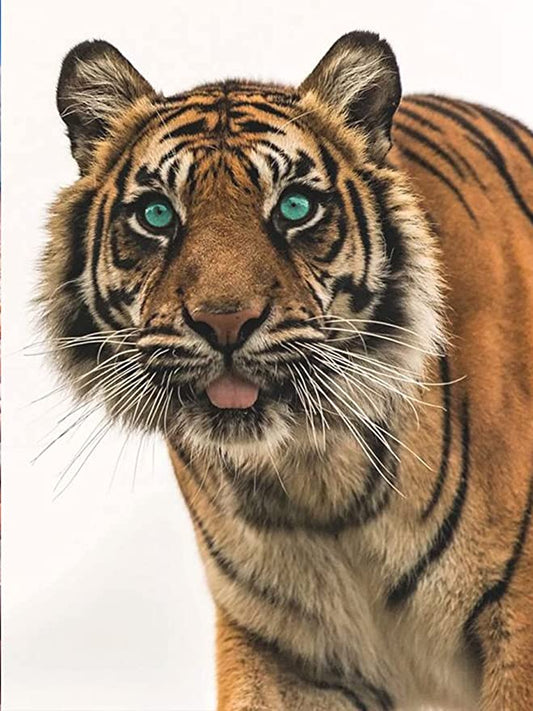 Tiger | Full Round/square Diamond Painting Kits