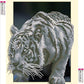 Tiger infested  | Full Round Diamond Painting Kits (30x40cm)