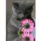 Black Cat And Flower | Full Round Diamond Painting Kits