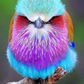 Colorful bird | Full Round Diamond Painting Kits