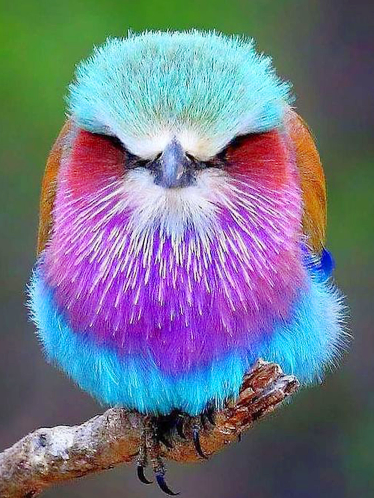 Colorful bird | Full Round Diamond Painting Kits