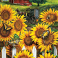 Sunflower carriage | Full Round Diamond Painting Kits
