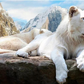 White lion | Full Round Diamond Painting Kits