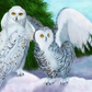 White owl | Full Round Diamond Painting Kits