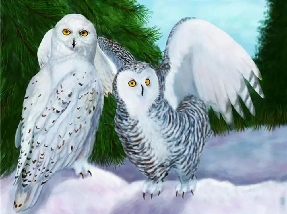 White owl | Full Round Diamond Painting Kits