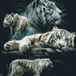 Full Round/Square Diamond Painting Kits  | White tiger